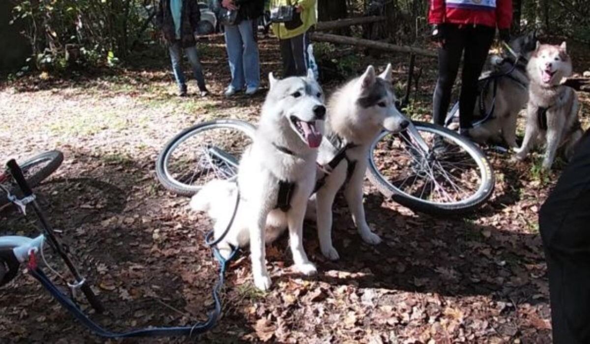     Собаки. Источник: vestivrn.ru Автор фото: ВГТРК Вести Воронеж