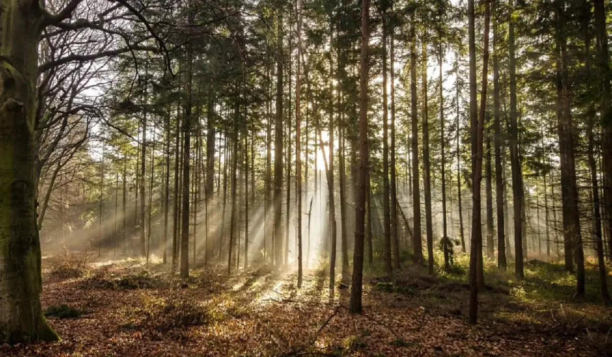     Лес. Источник: obozvrn.ru Автор фото: Сергей Богачев