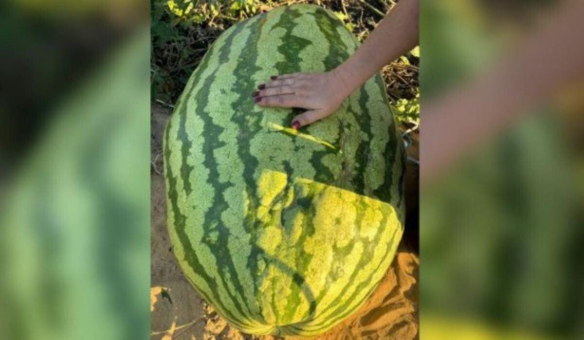     Арбуз. Источник: vestivrn.ru Автор фото: Юлия Багрова