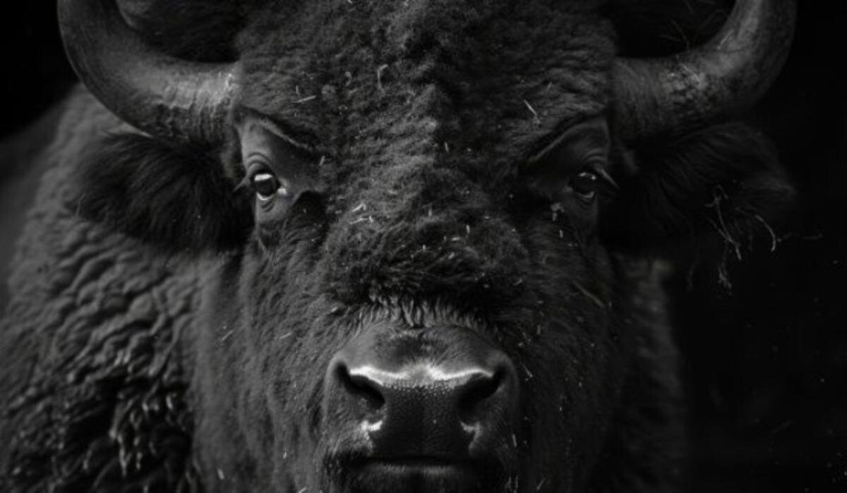     Бык. Источник: vestivrn.ru Автор фото: ВГТРК Вести Воронеж