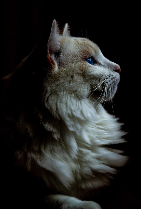 КОТ. Фото: wirestock на ru.freepik.com