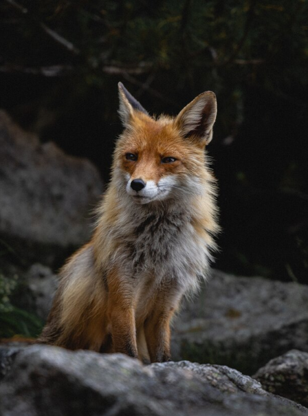 ЛИСА. Фото: wirestock на ru.freepik.com