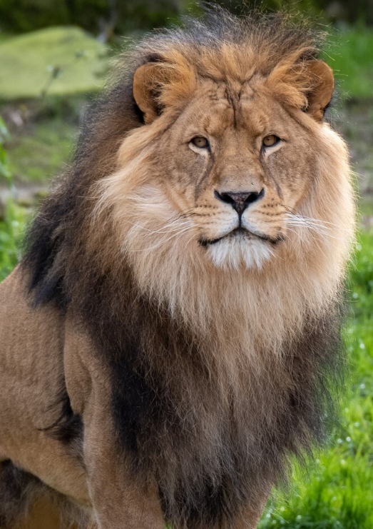 ЛЕВ. Фото: wirestock на ru.freepik.com