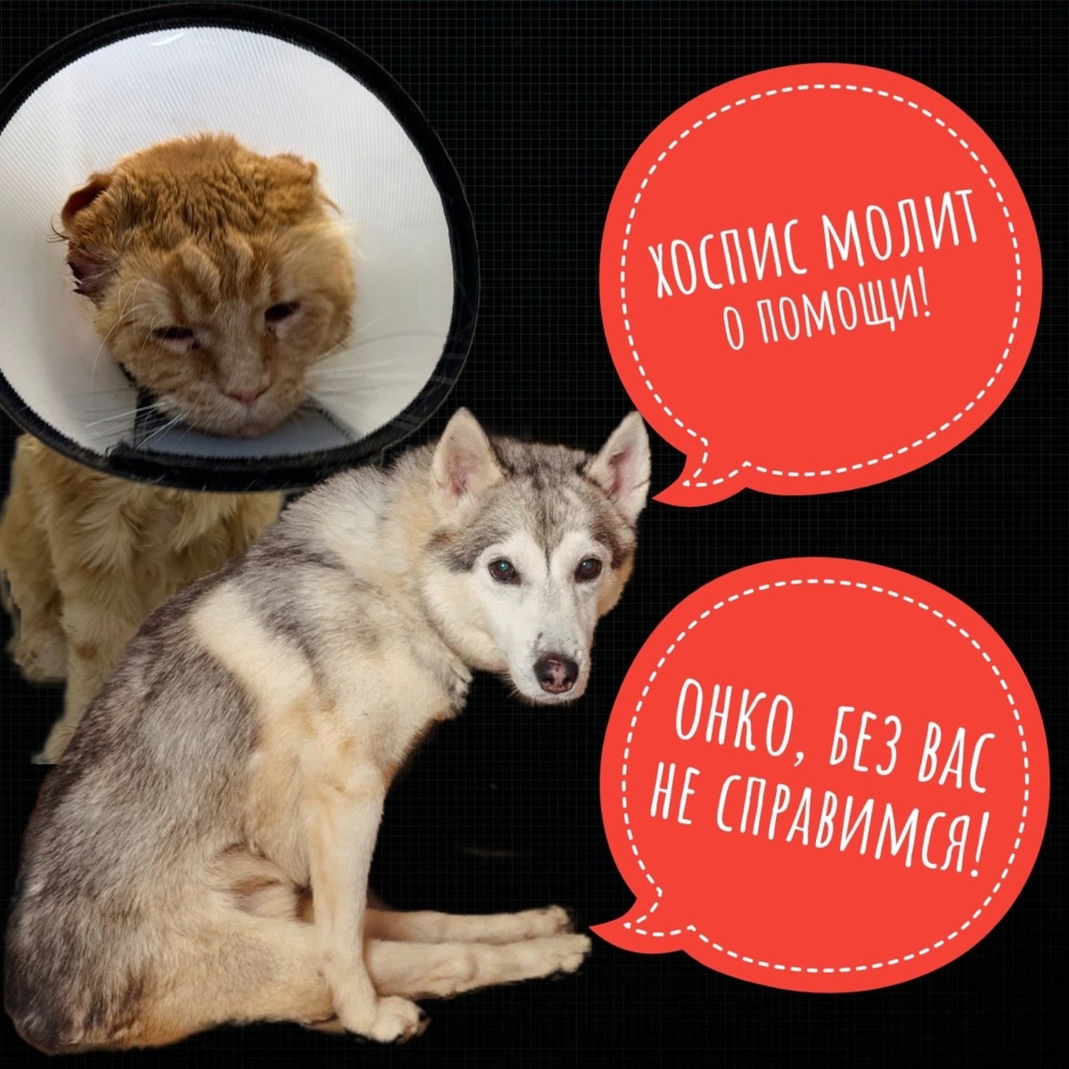  У них есть только мы с вами... Теслу бросили, а у нее р*а*к!