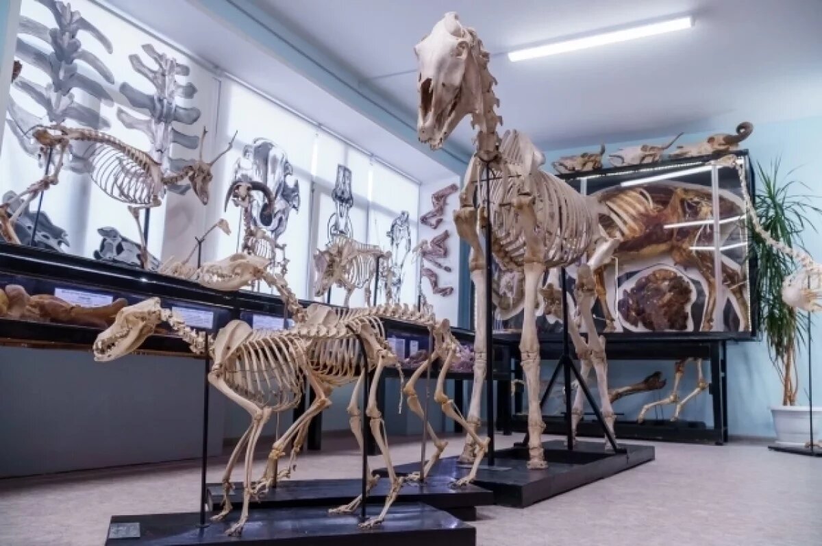    В Тюмени в аграрном университете Северного Зауралья открылся музей