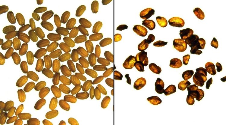    Неудачи с жизнеспособностью семян гибридов можно будет решить в обозримом будущем