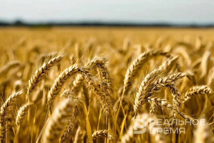 Фото: Реальное время