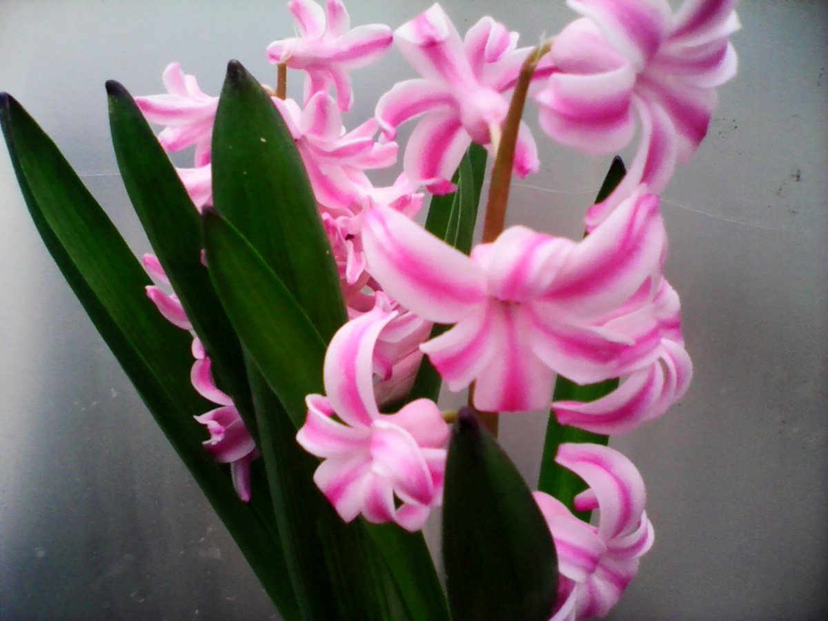 например этот розовый в полоску имеет аж два колоса, но по 7 бутонов на каждом