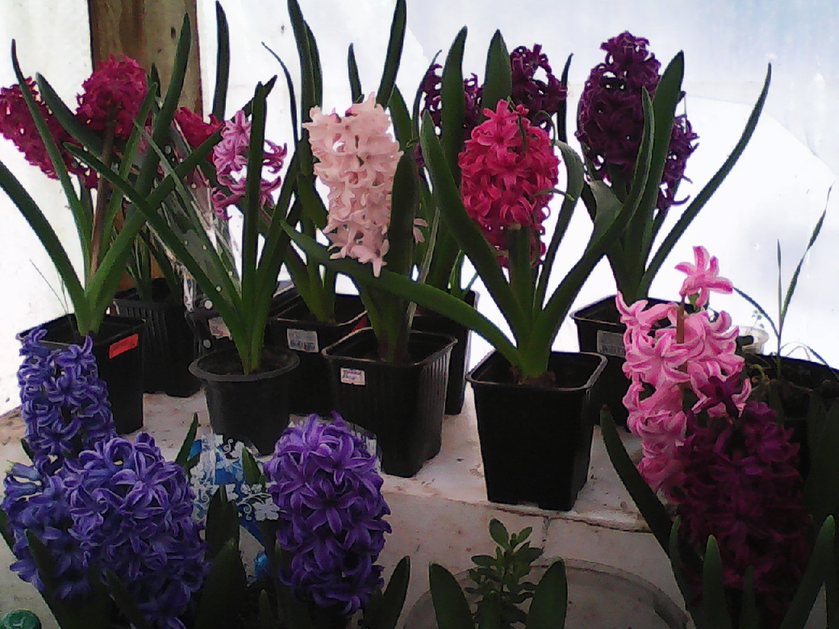 одна из первых выгонок