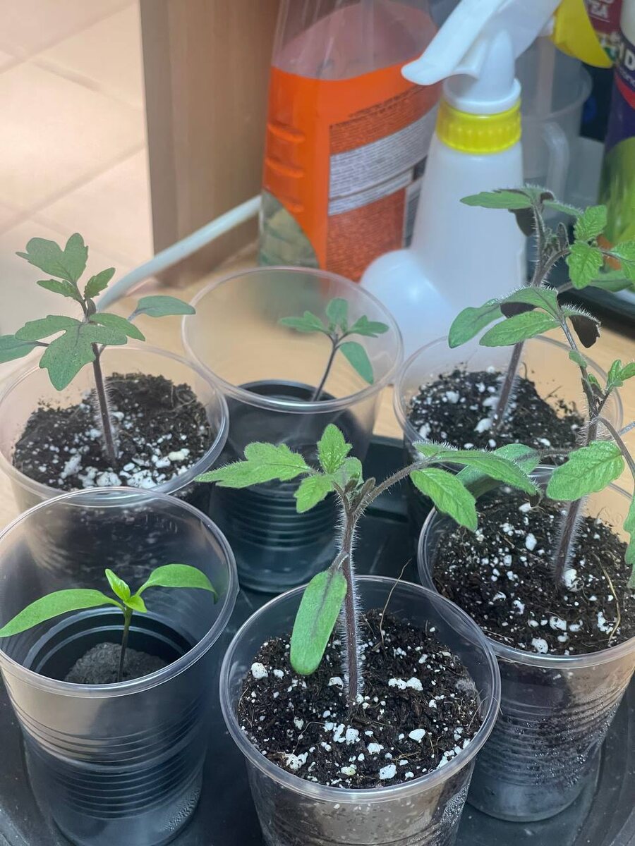 Рассада сладкого перца Эксклюзив F1 - слева снизу