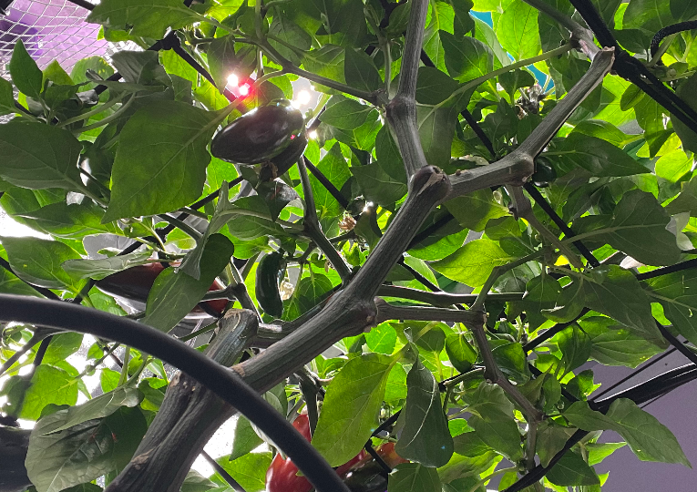 Сладкий Халапеньо на системе полива капля-реверс. Вырастили перец "Эксклюзив F1" от агрофирмы Аэлита в закрытом грунте