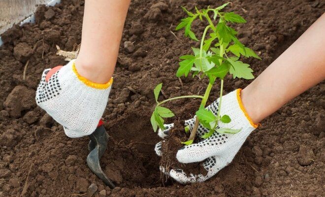 Позаботьтесь о качественной высадке рассады этой культуры