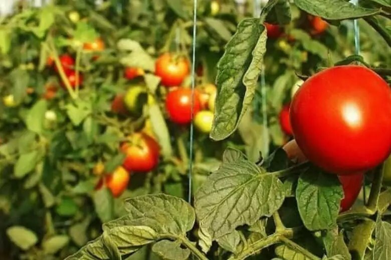 Хорошая подкормка заставит растения подарить самые вкусные томаты