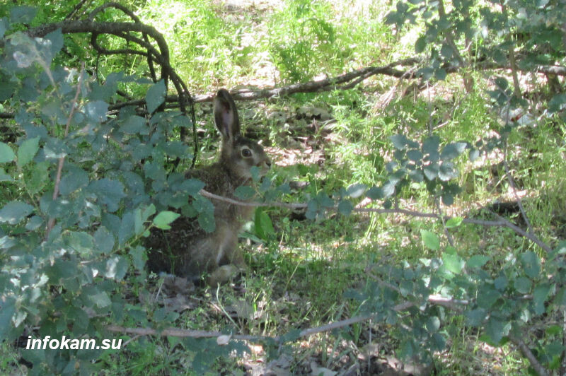    Камышинский заяц