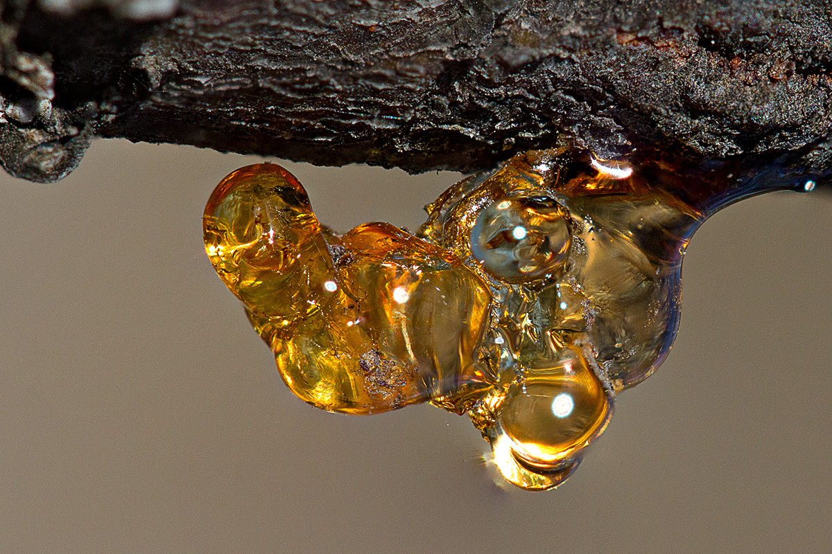 Фото: Patrick_K59 / Wikimedia Commons