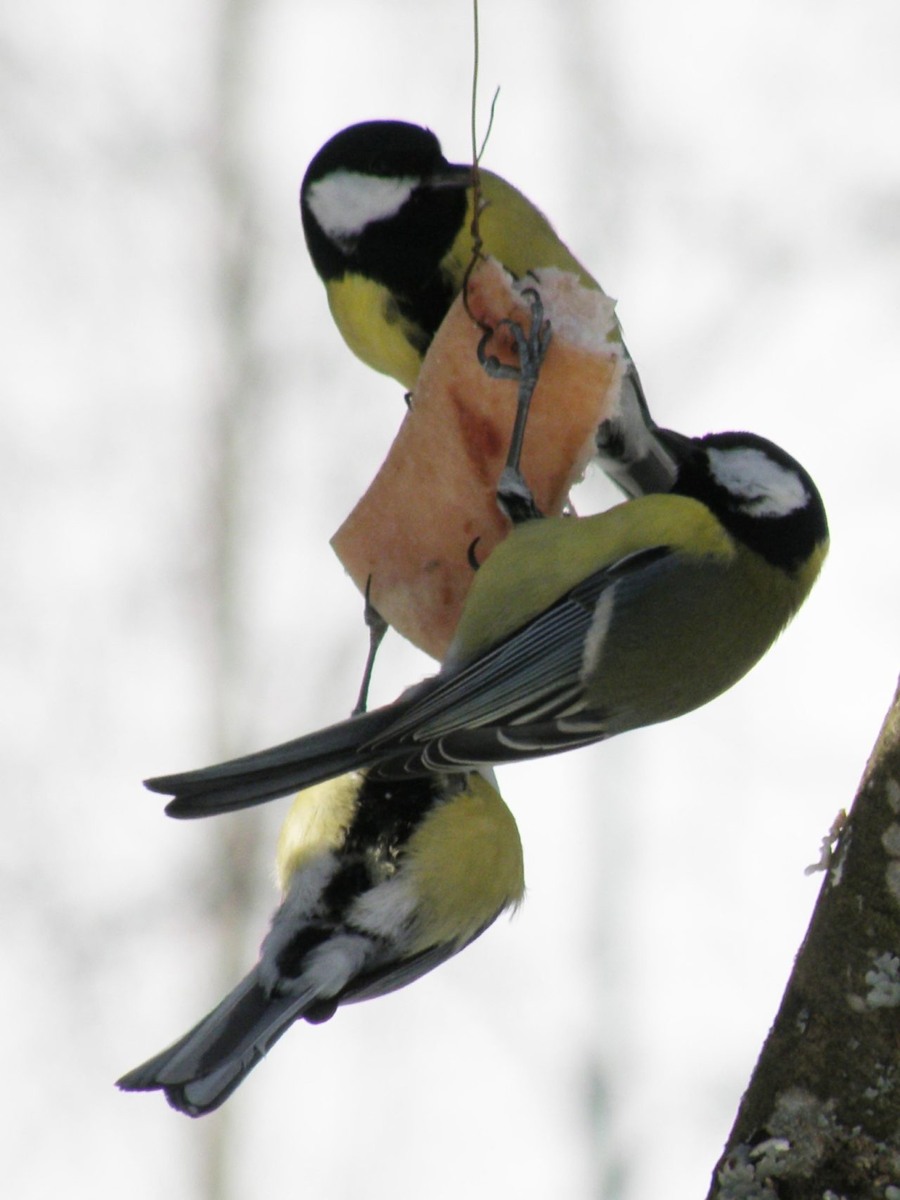    Синицы. Фото: Паблик в соцсети Заповедник "Кивач"