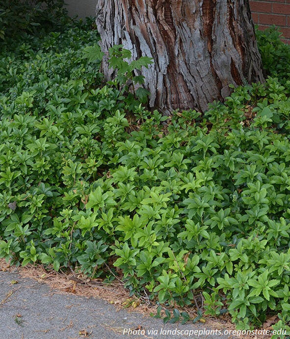 Источник: https://www.english-gardener.com/products/japanese-spurge