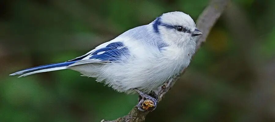 Белая лазоревка встречается Приокско-Террасном заповеднике. Автор фото Иван Чернаткин