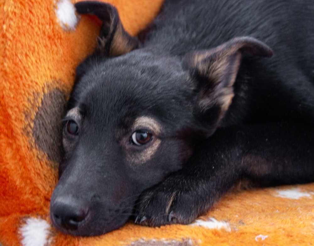 Ясмин ищет любящую семью!