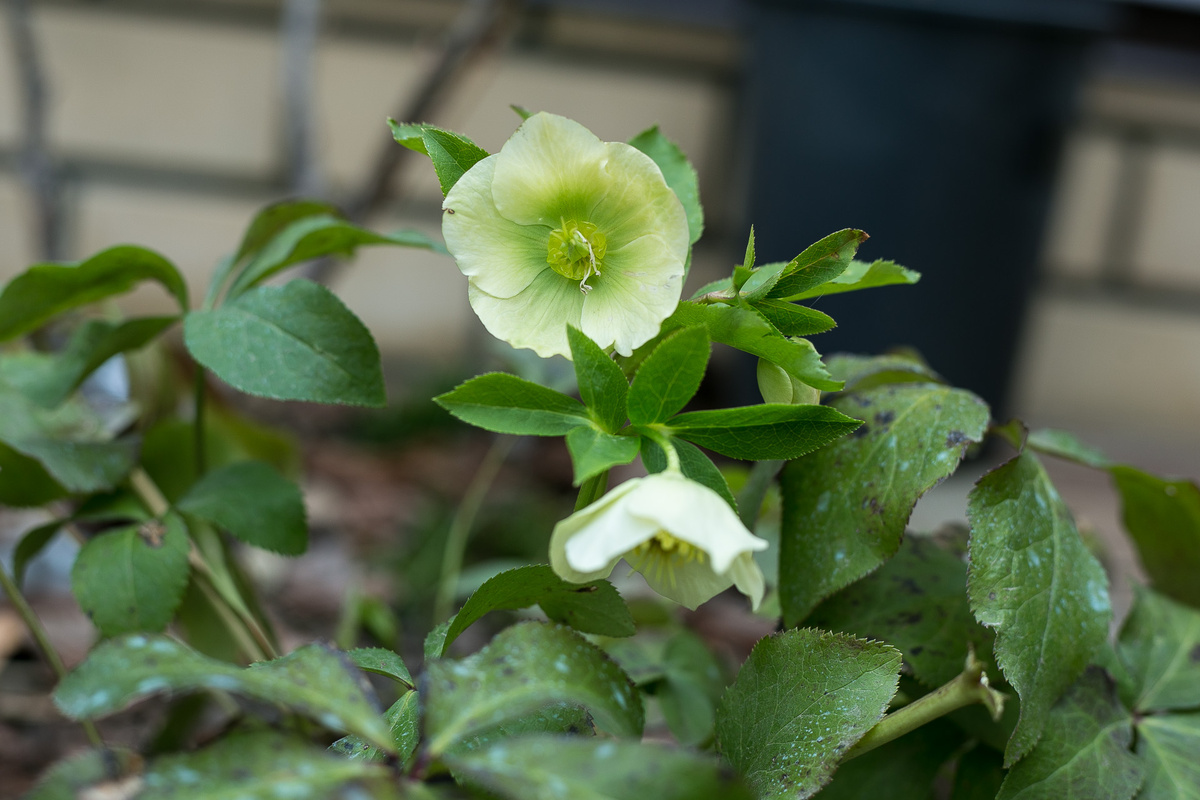 Морозник Кавказский. Автор фото Елена Якимова / Greenfingers