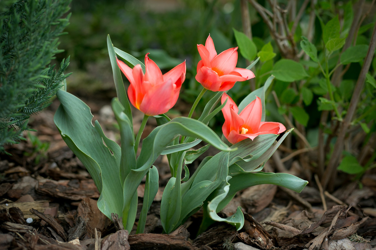 Тюльпан Грейга Toronto. Автор фото Елена Якимова / Greenfingers