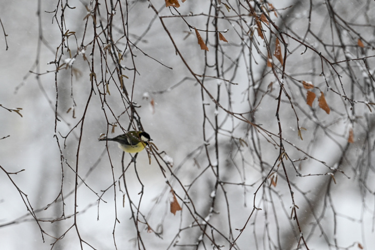| Фото: Сергей Елесин, ИА "Тюменская линия"