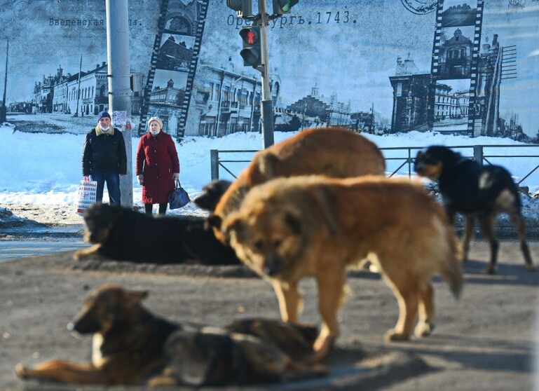    В трёх муниципалитетах Оренбуржья введён режим экстраординарной ситуации из-за собак Оренбуржье