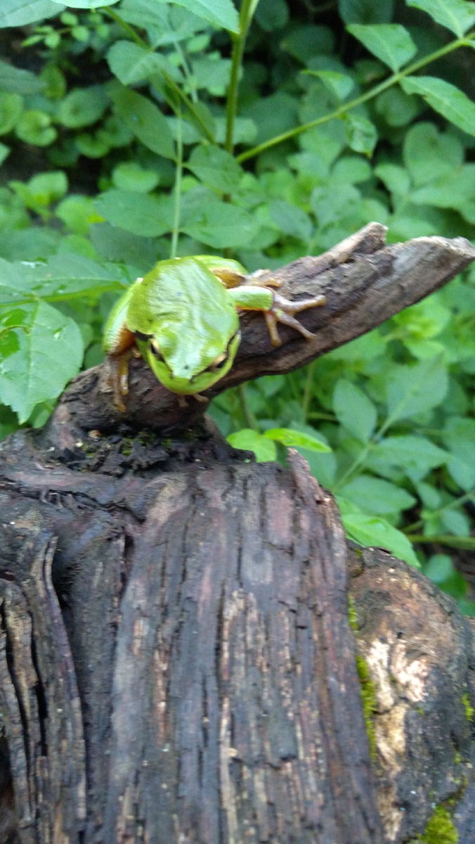 Фото из личного архива. Квакша или виноградная лягушка