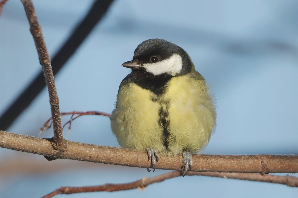 Фото Андрея Деева. Большая синица