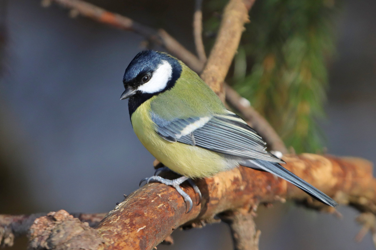 Фото Андрея Деева. Большая синица