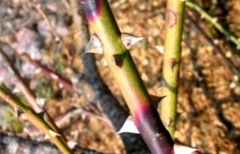 Инфекционный ожог зимующих роз - заразная и серьезная проблема. Предотвратить проще, чем лечить