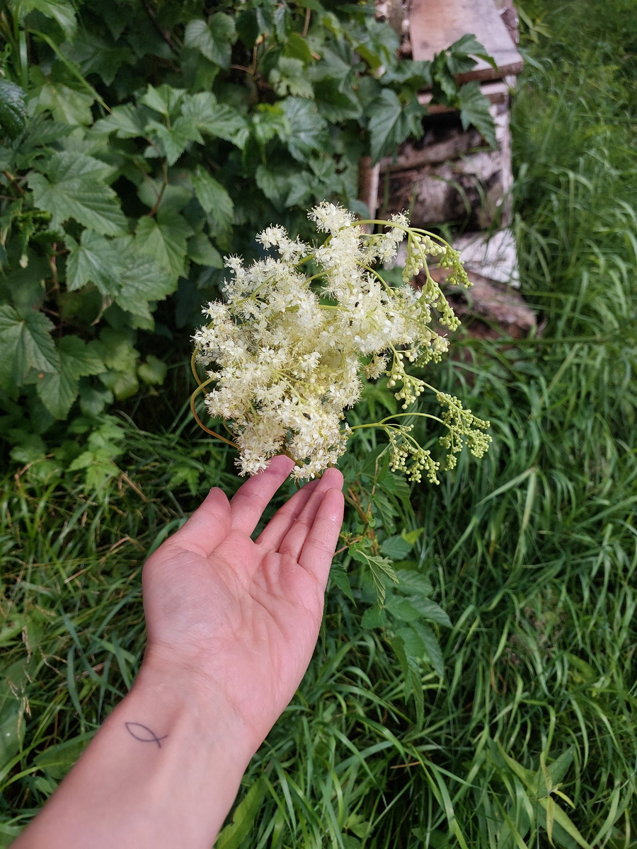 Пушистое соцветие видовой таволги вязолистной