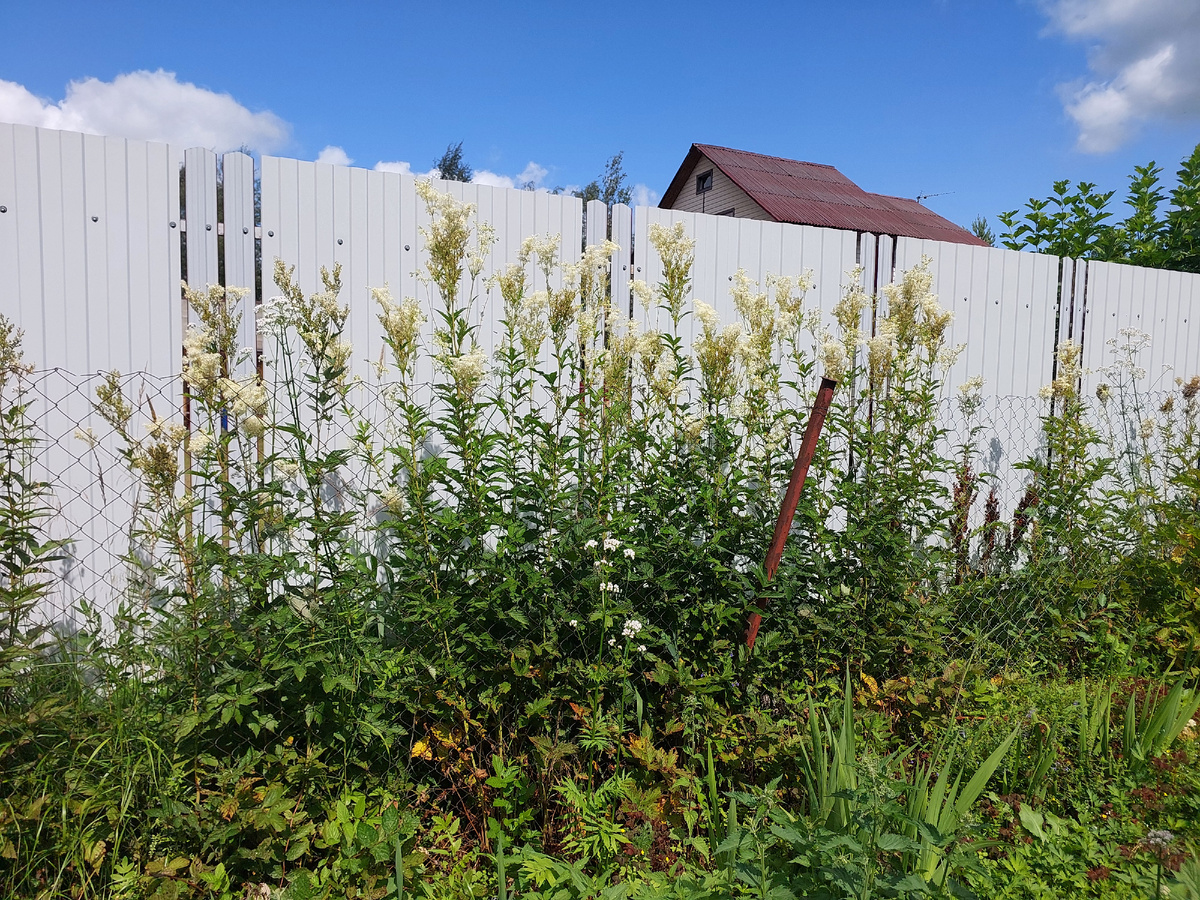 Таволговый лес))