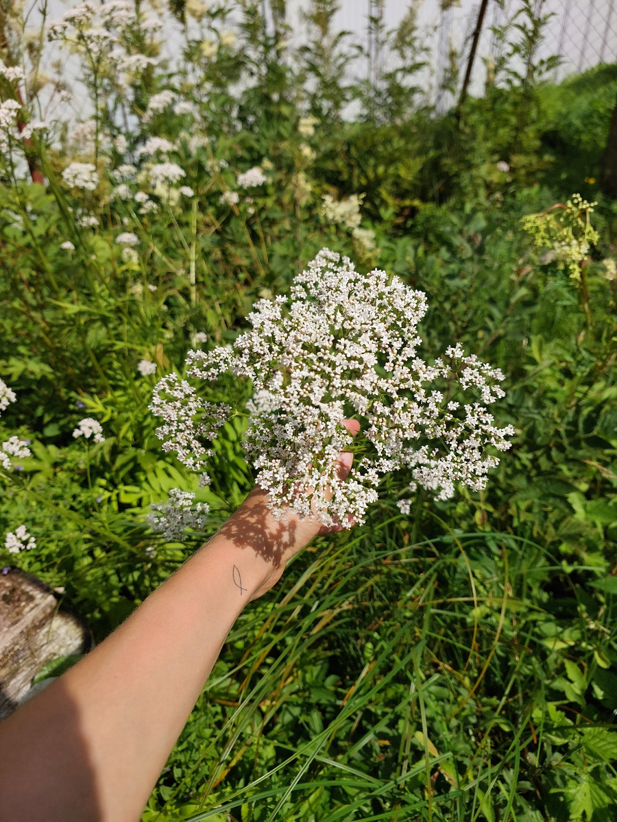Соцветие валерианы лекарственной