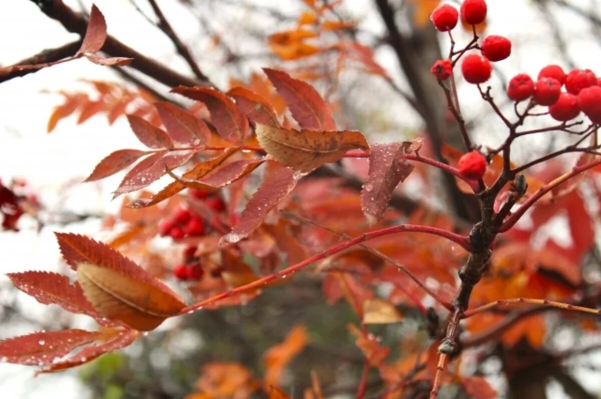    До +6 градусов прогреется воздух в Псковской области 12 ноября