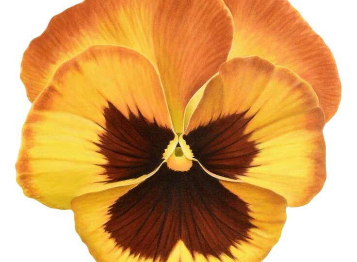 Анютины глазки / Виола КРЮЧКОМ - СХЕМЫ и варианты использования