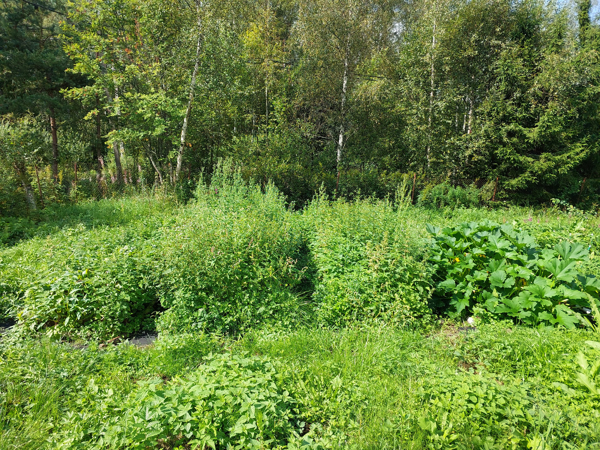 Тут грядки с овощами.. разглядеть можно только монстро-кабачки.