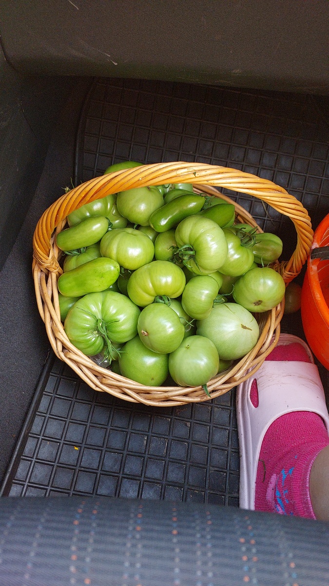 Чего ждать от страны Зеленых помидор))