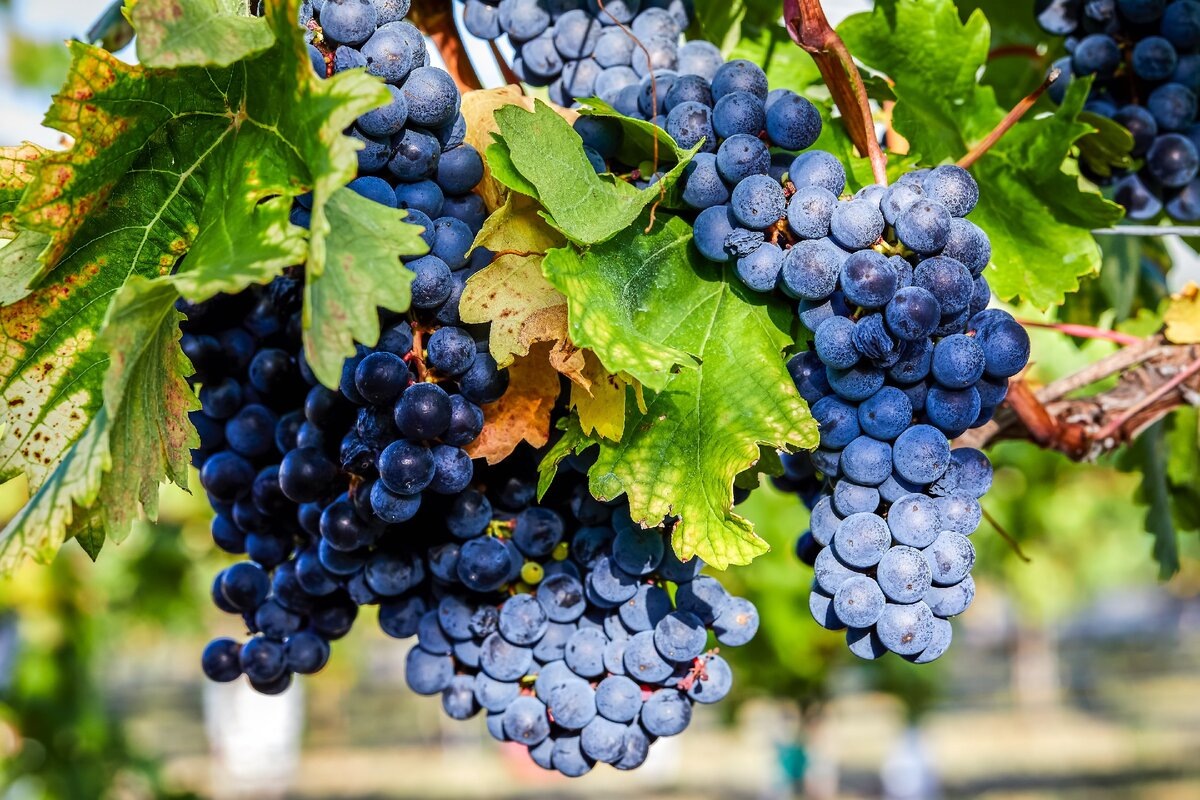 Темпранильо (фото из открытых источников)