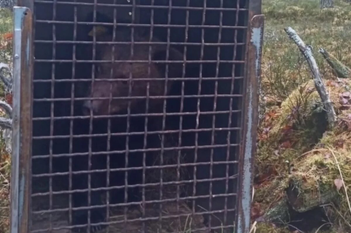    Медвежат Пятачка и Пуха выпустили в национальный парк «Себежский»