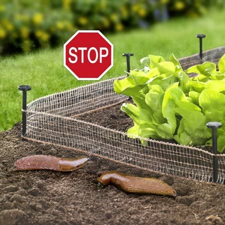Интересные способы борьбы со слизнями - барьеры, сетки, медь