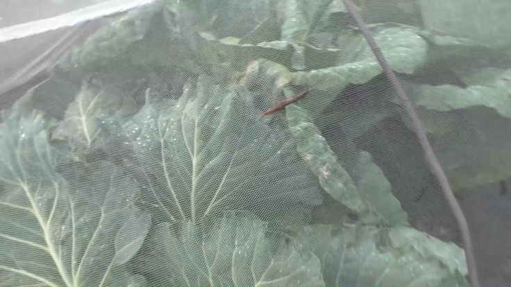 Фото отсюда https://ru.pinterest.com/pin/107734616072147210/