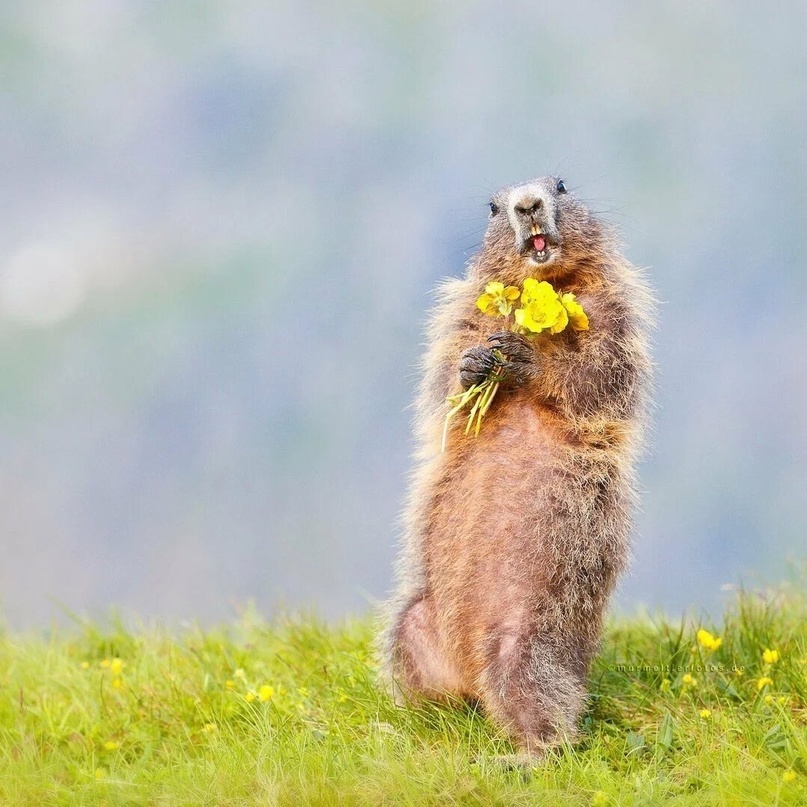 Картинка взята из общей сети Интернет.