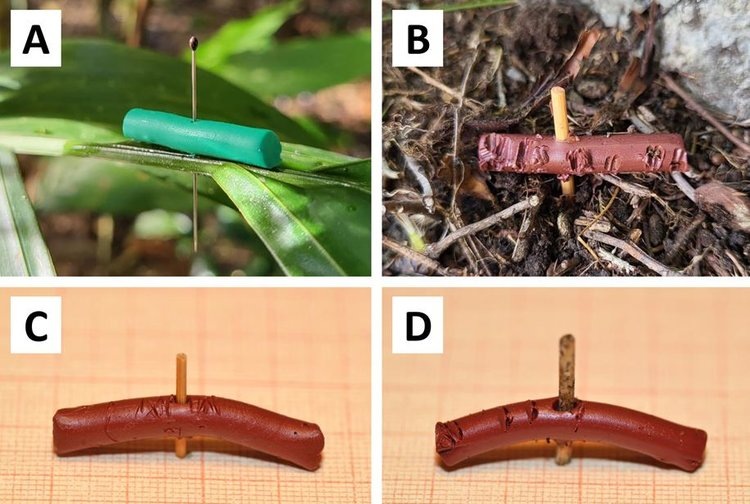   Как пластилиновые черви помогают в экологических исследованиях