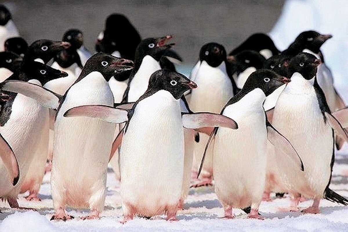 Автор: https://avatars.dzeninfra.ru/get-zen_doc/1626348/pub_62ede0f0109f0f35f3d4fb6c_62ede516d960d03e664be455/scale_1200