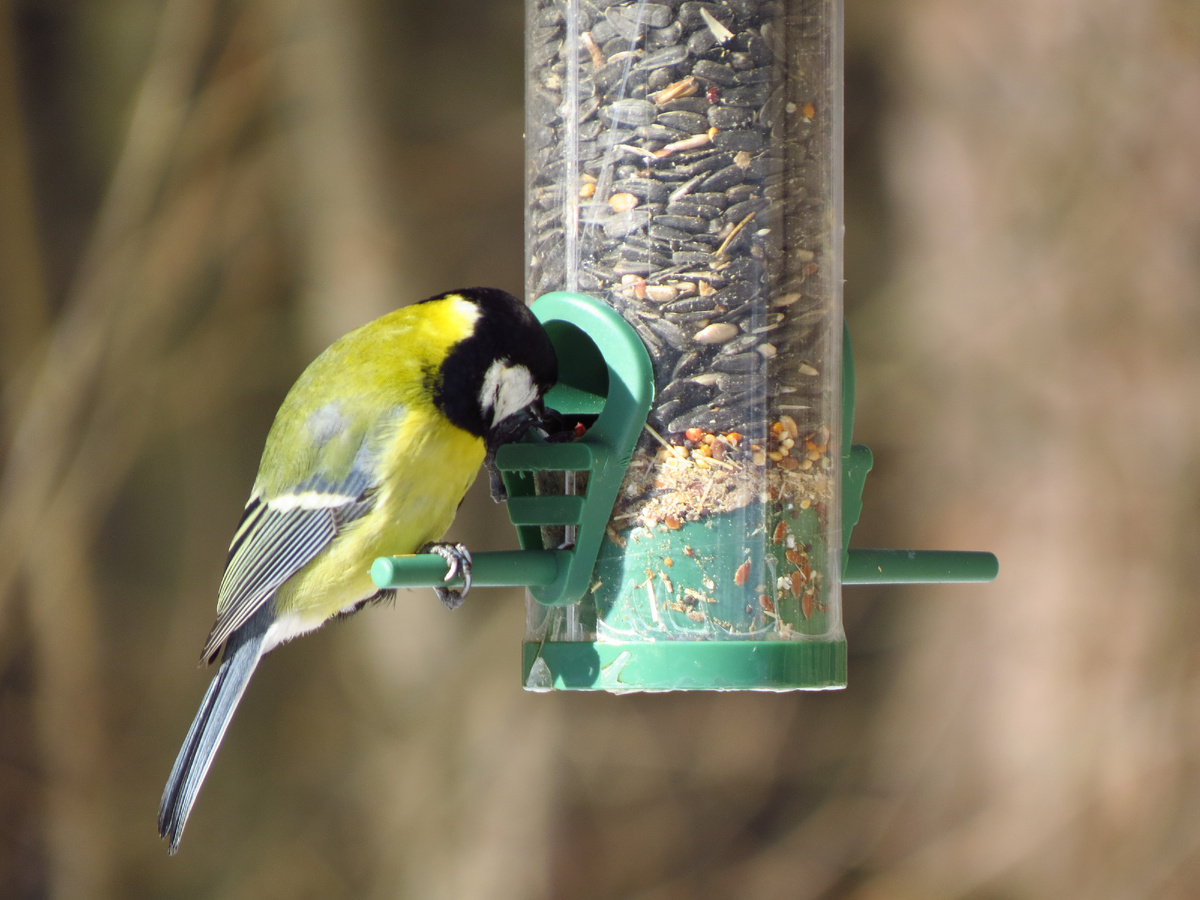 Большая синица.