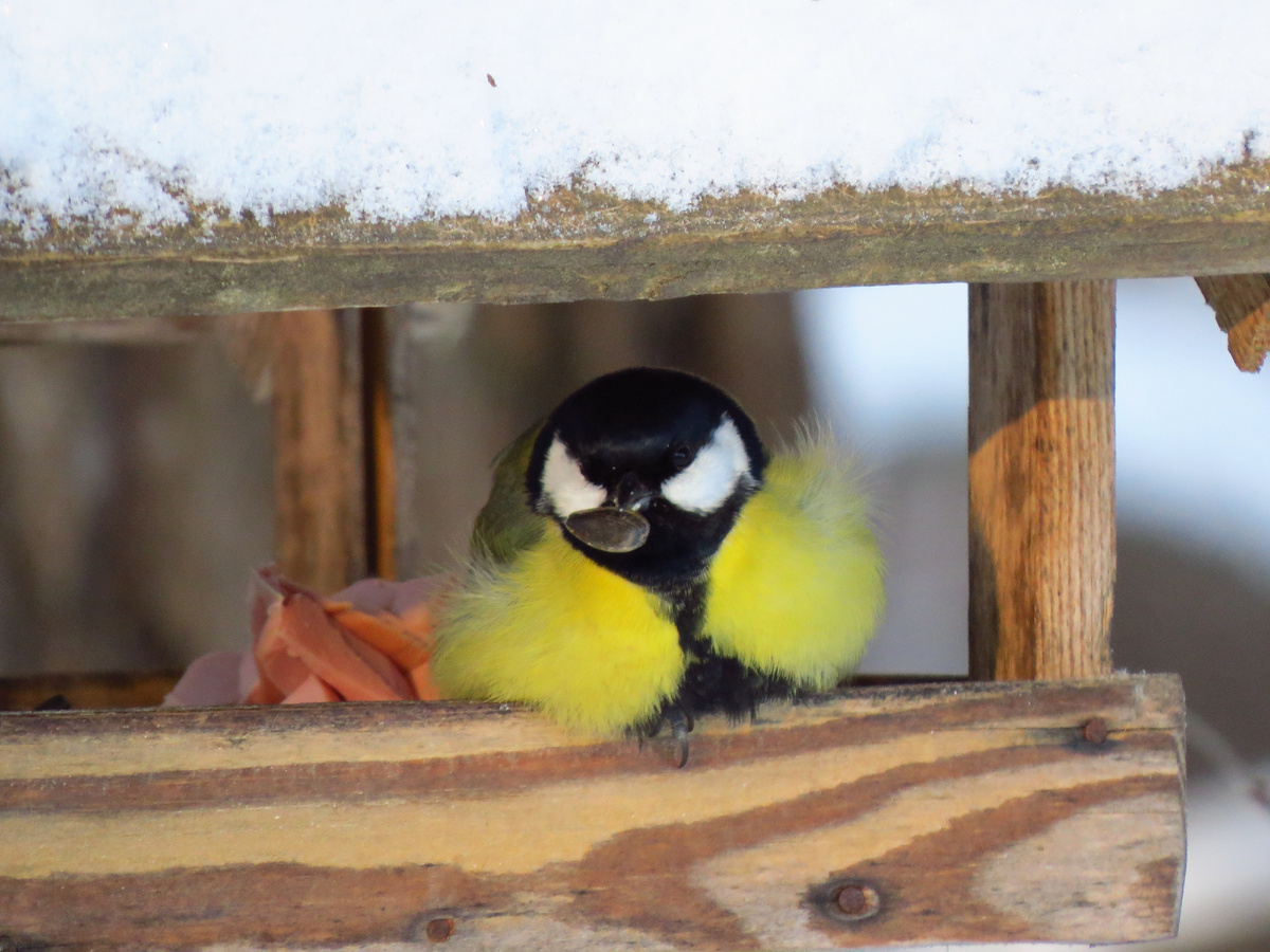 На кормушке 