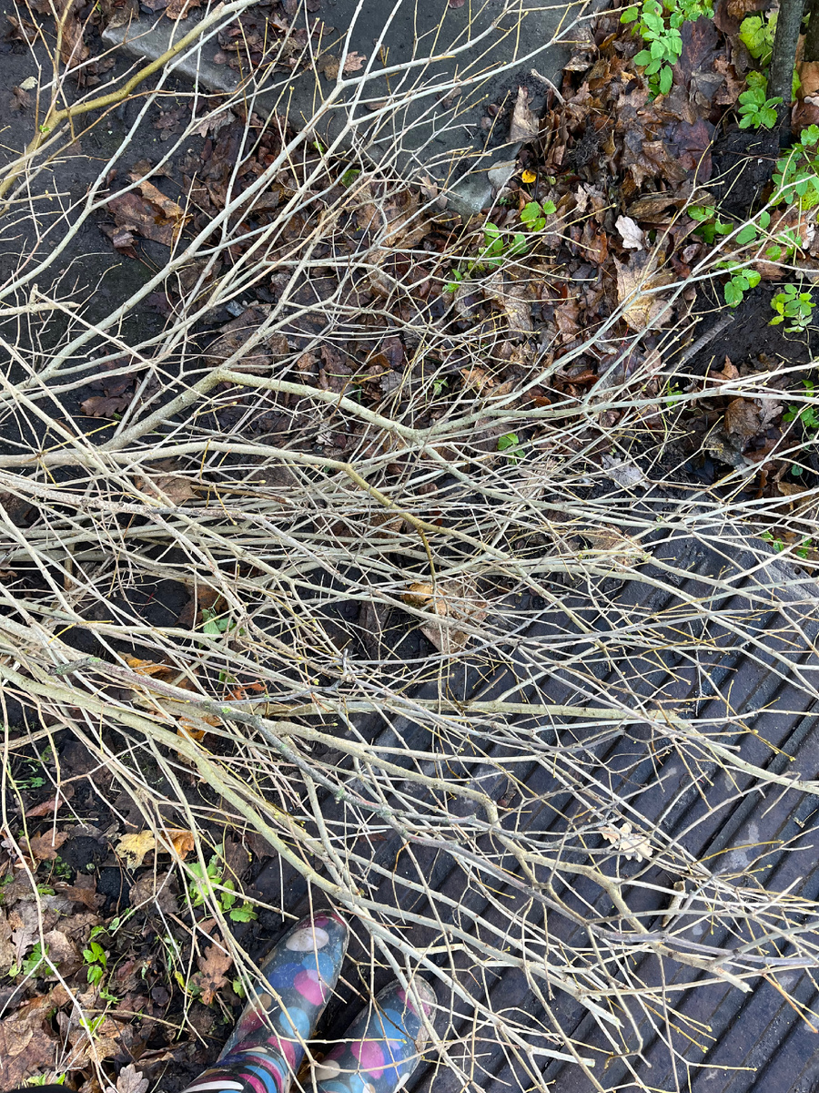 Полностью вырублена сирень перед забором