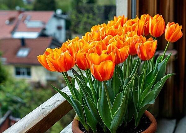   Тюльпаны оранж в горшке, AzaliaNow Мария Казённова