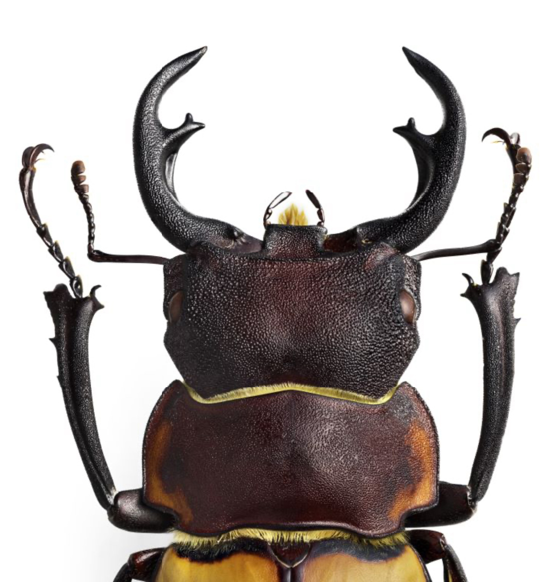 Пример детализации изображения с сайта https://www.hasselblad.com